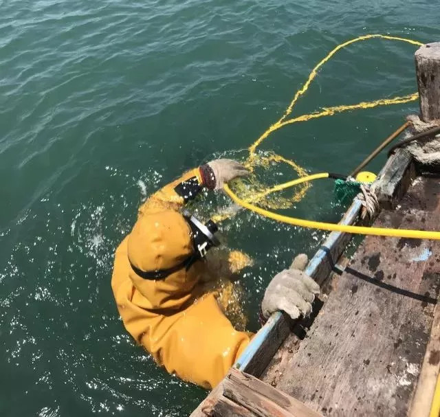 野生海参捕捞